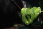 green snake boa seattle zoo visit travel photography