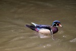 lithia park wood ducks feed birds visit park ashland oregon swimming