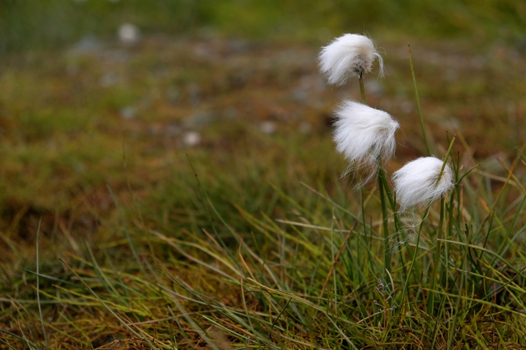 Arctic cottongrass