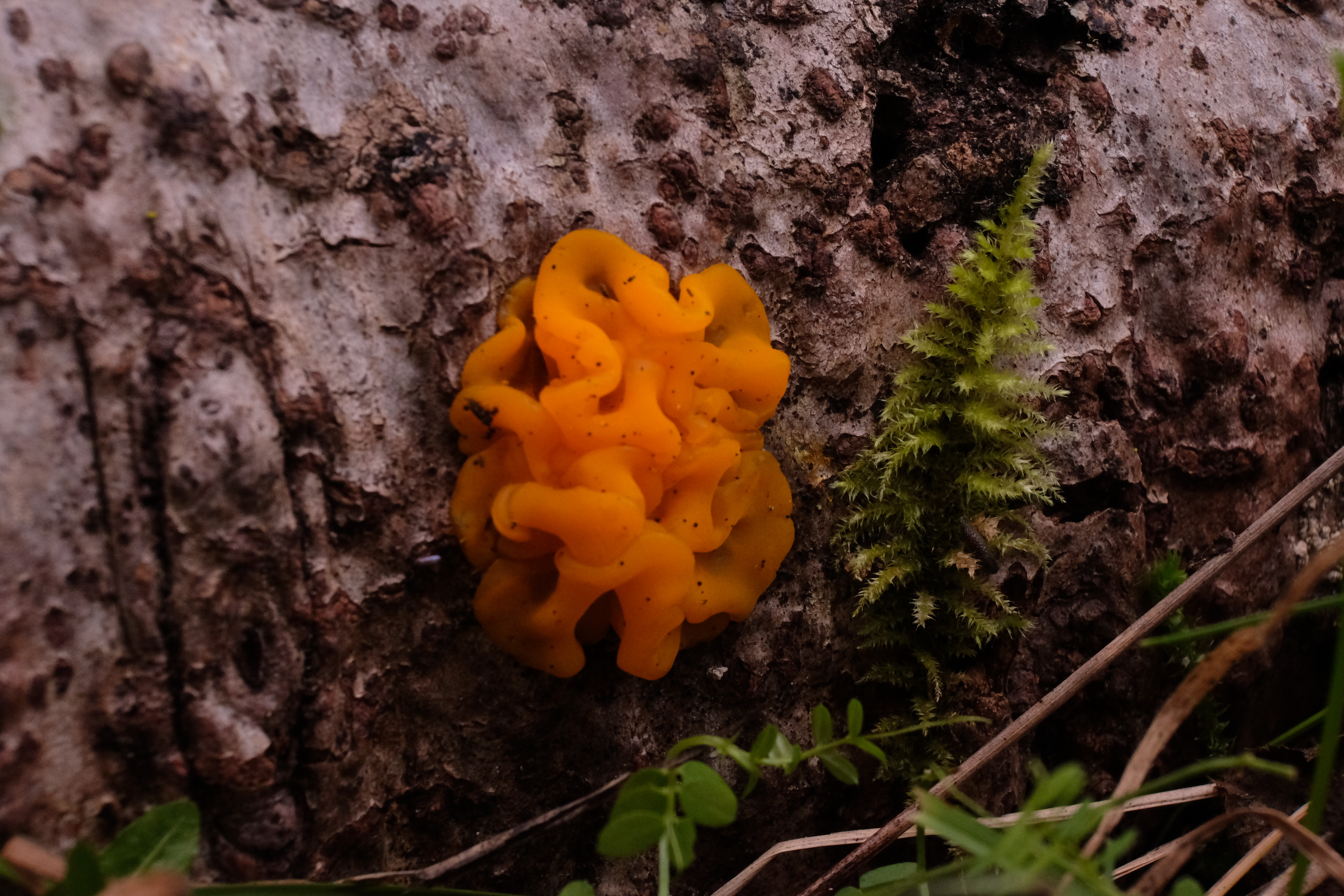 jelly fungus witches butter macro photo of orange jelly slime mold mossy log saint edward state park seattle washington photo by Anna Snook